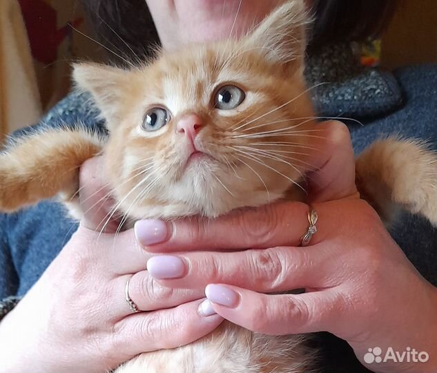 Котята в добрые руки даром