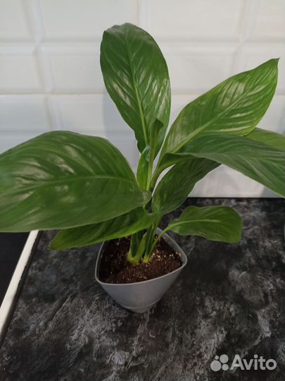Спатифиллум, 2 в 1 горшке