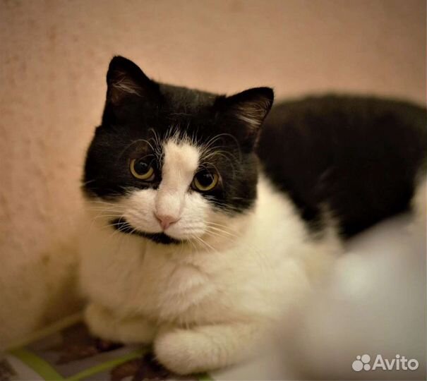 Кот в добрые руки