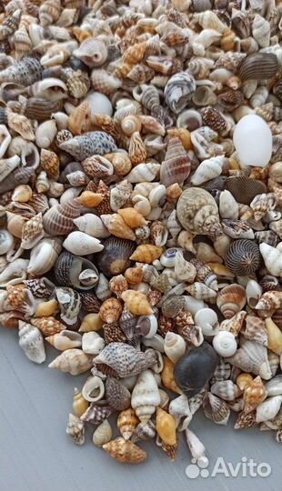 Ракушки мелкие для эпоксидной смолы от 100 гр