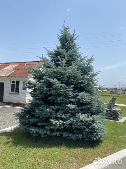 Ель голубая