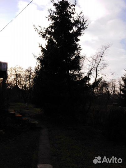 Ель живая 9м