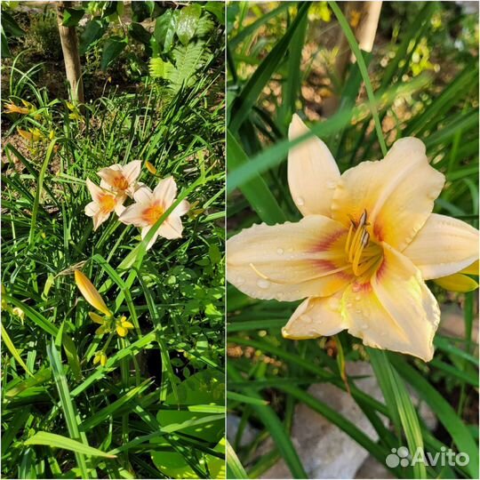 Лилейники сортовые