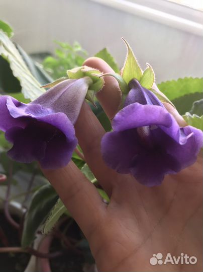 Глоксиния в горшке