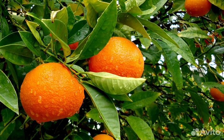 Апельсин Фрагола