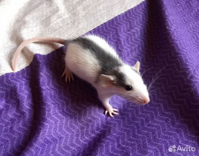 Крыса Дамбо из Питомника. Ручные крысята