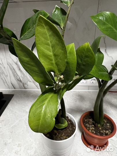 Цветок Замиокулькас