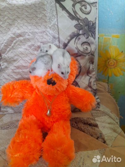 Джунгарский хомяк