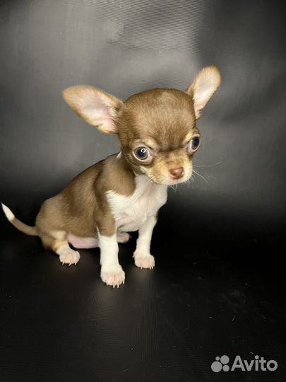 Чихуахуа девочка готова к переезду