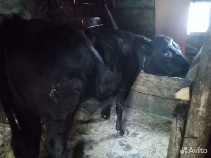 Тёлка стельная