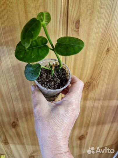 Хойи в ассортименте