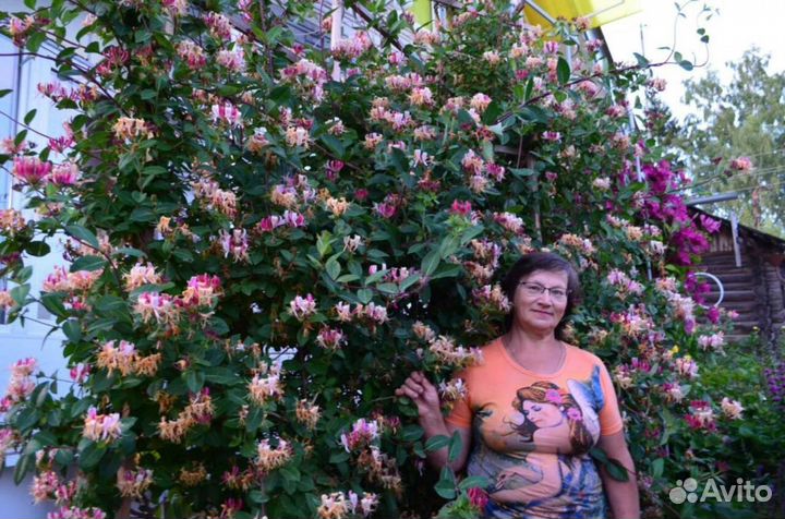 Дельфиниум Новозеландский, махровый, низкорослый