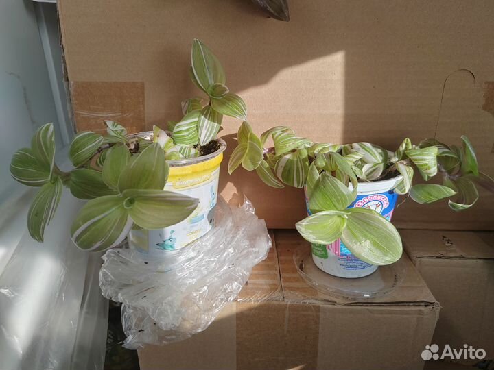 Комнатные растения