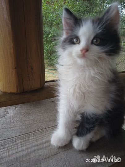 Котята от сибирской кошечки