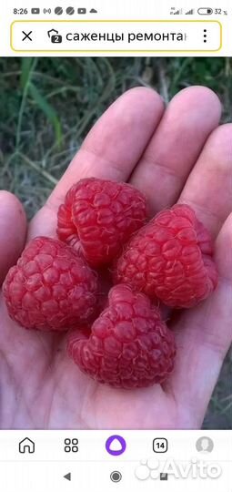 Клубника и Малина ремонтантная