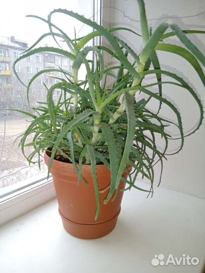 Алоэ столетник 10 летний