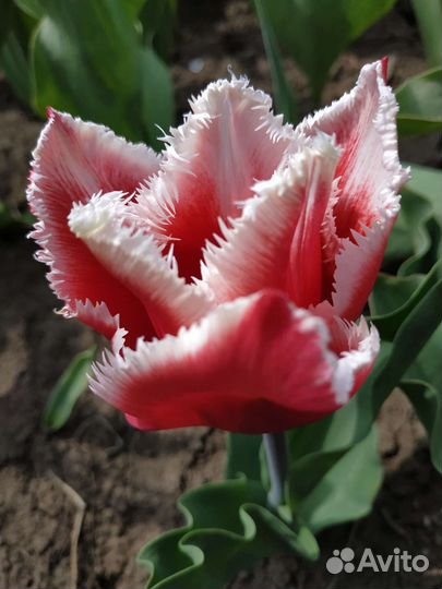 Луковицы сортовых тюльпанов