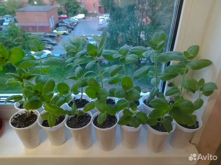 Ароматная мята,Лечебный Ус, Алоэ.Герань душистая