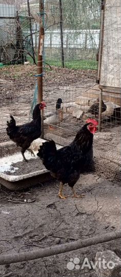 Петухи лакеданзи