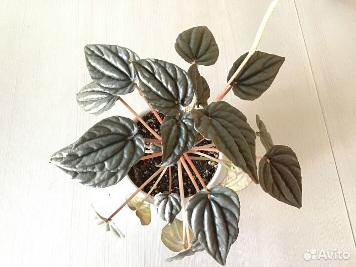 Пеперомии (несколько сортов)