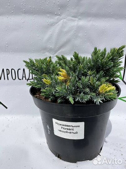 Можжевельник Floreant