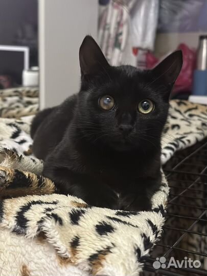 Кошечка Бельмоша ищет дом