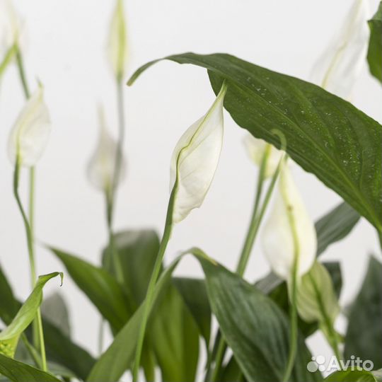 Комнатный цветок женское счастье