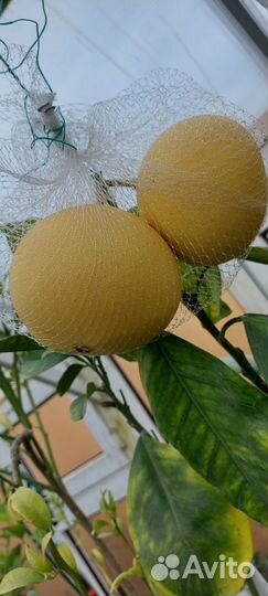 Цитрусы с плодами, сладкий лимон