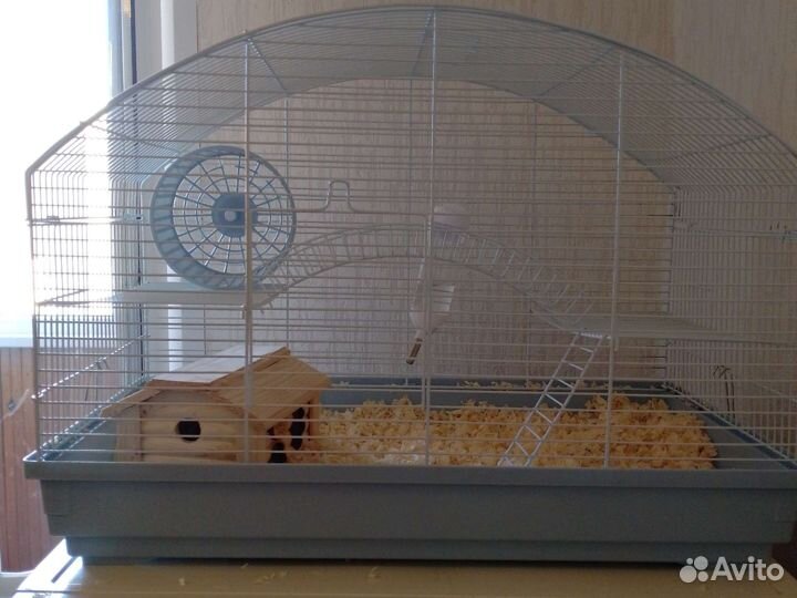 Продам двух Хомяков и клетку со всем за 5000
