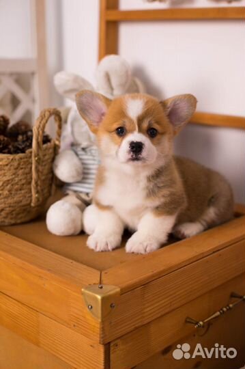 Вельш корги пемброк щенки