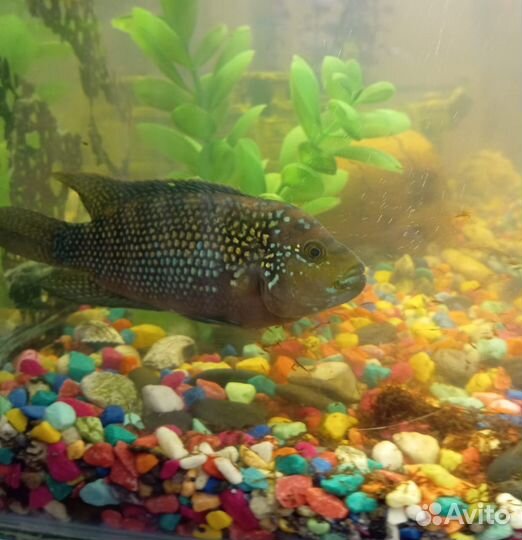 Аквариумные рыбки