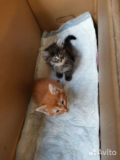 Беспородные котята