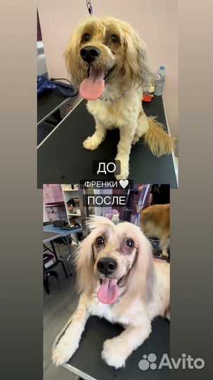 Груминг / стрижка собак