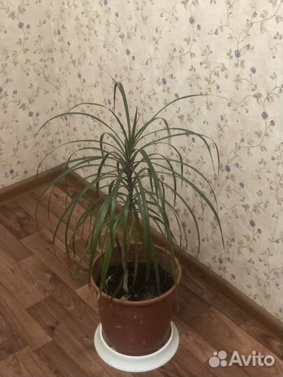 Комнатные цветы