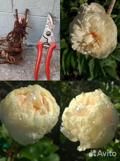 Пион Блонд Вижн