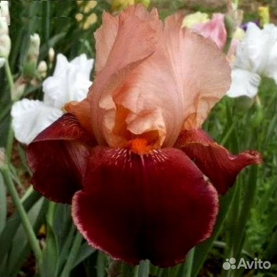 Ирис германский Cimmaron Strip Саженцы, Рассада