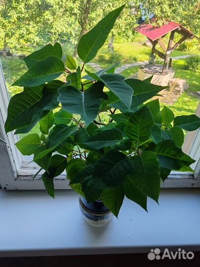 Пуансеттия красная