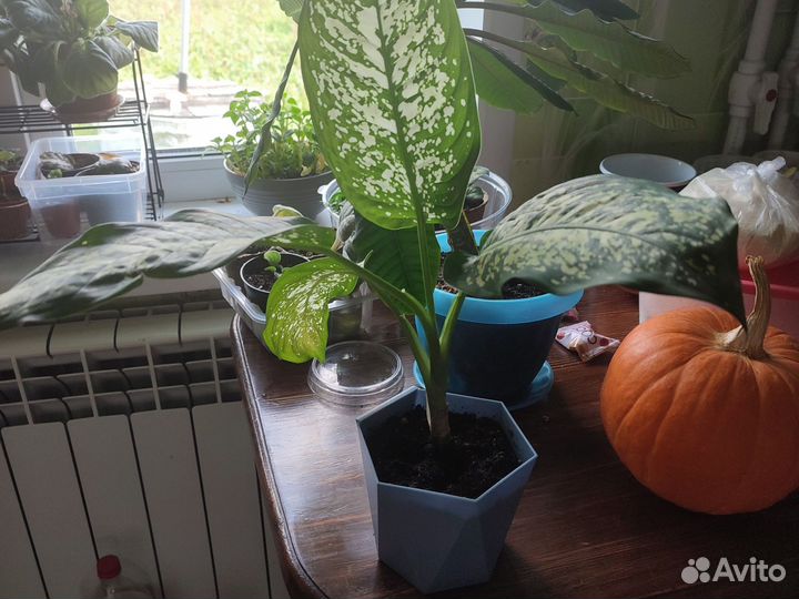 Диффенбахия, молочай