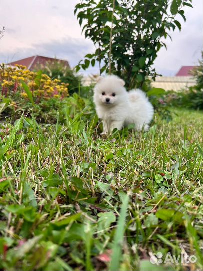 Щенки шпица