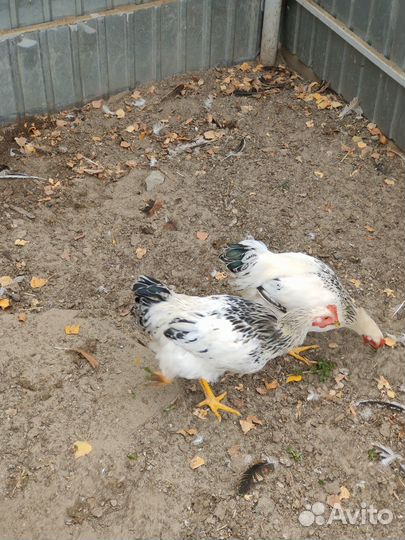 Продаю молодых петухов