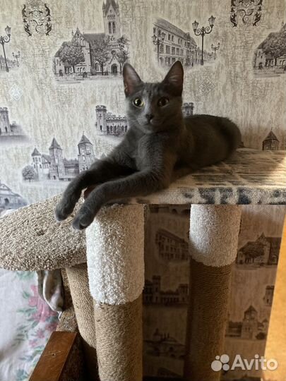 Кошечка Даша ищет дом