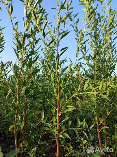 Саженцы миндаль оптом