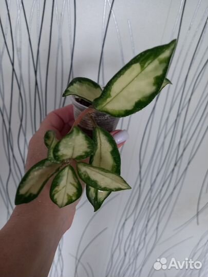 Хои