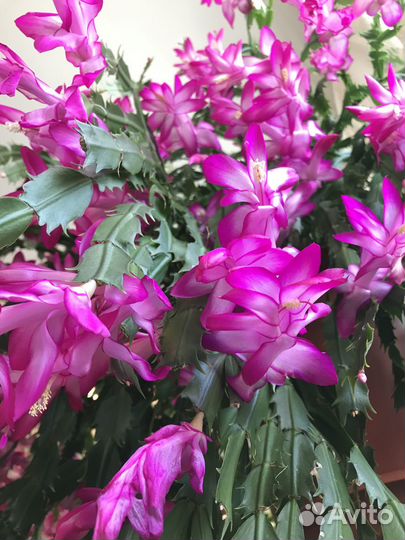 Отростки розового декабриста