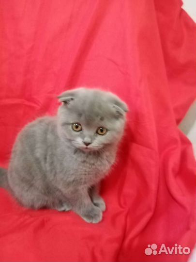 Британские вислоухие котята