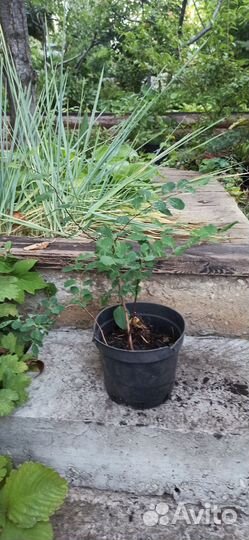 Спирея Вангутта (березолистная)