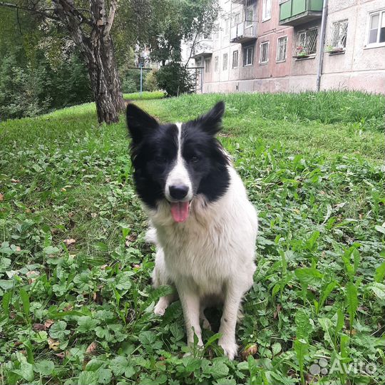 Собака в добрые руки отдам бесплатно