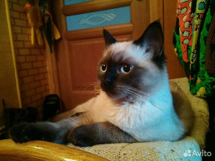 Очаровательный тайский кот Бози Жених Вязка Привит