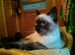 Очаровательный тайский кот Бози Жених Вязка Привит