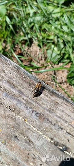 Мед разнотравие с гречкой